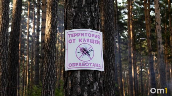 Слабость и лихорадка: что делать при укусе клеща, рассказали новосибирцам