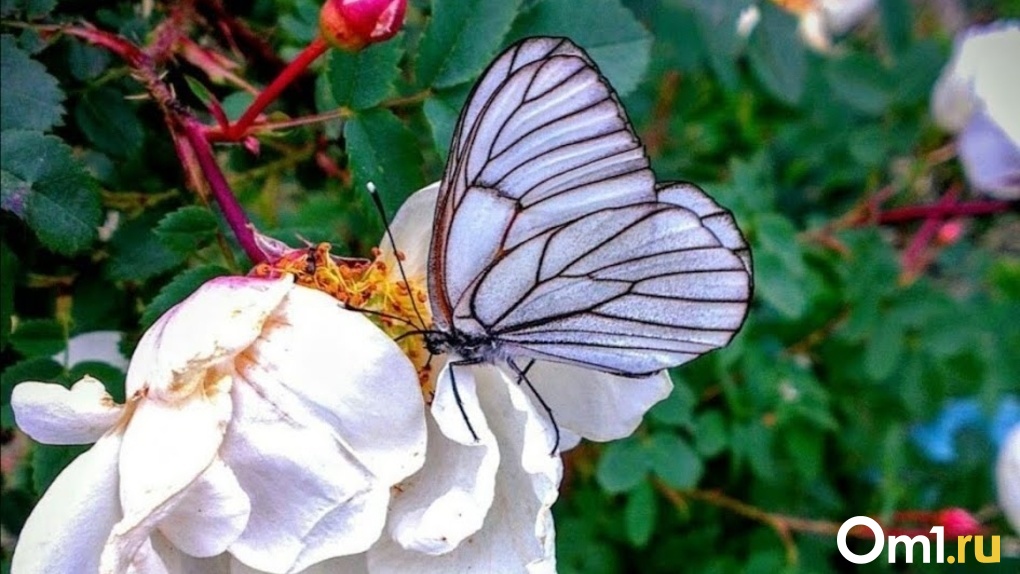 Дачники пожаловались на нашествие белых бабочек в Новосибирской области