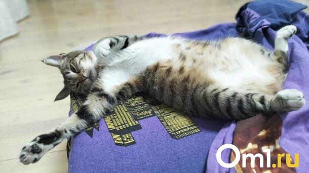 Ветеринар рассказал омичам о плюсах и рисках кастрации домашних животных