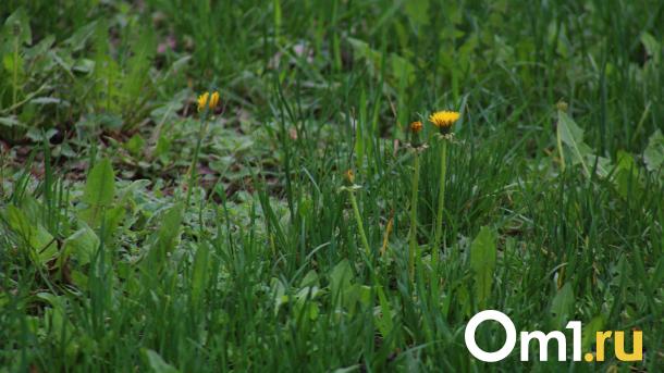 Житель Омской области обнаружил у себя во дворе редкое животное