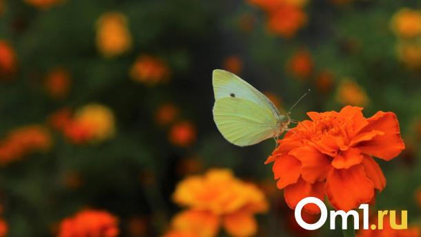 Синоптики дали неприятный прогноз для омичей на июнь