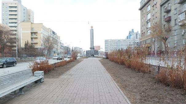 Вместо берёз: саженцы высадили на бульваре Красного проспекта в Новосибирске