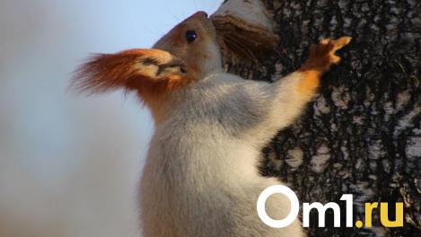 Более 140 омичей пострадали от укусов белок