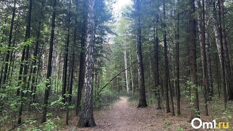 В мэрии Новосибирска прокомментировали находку 67 свежих могил в лесу