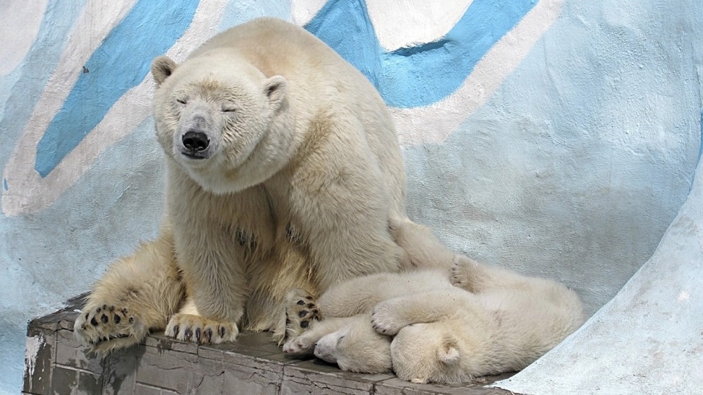 Белые медведи Герда и Кай вышли в интернет из Новосибирского зоопарка