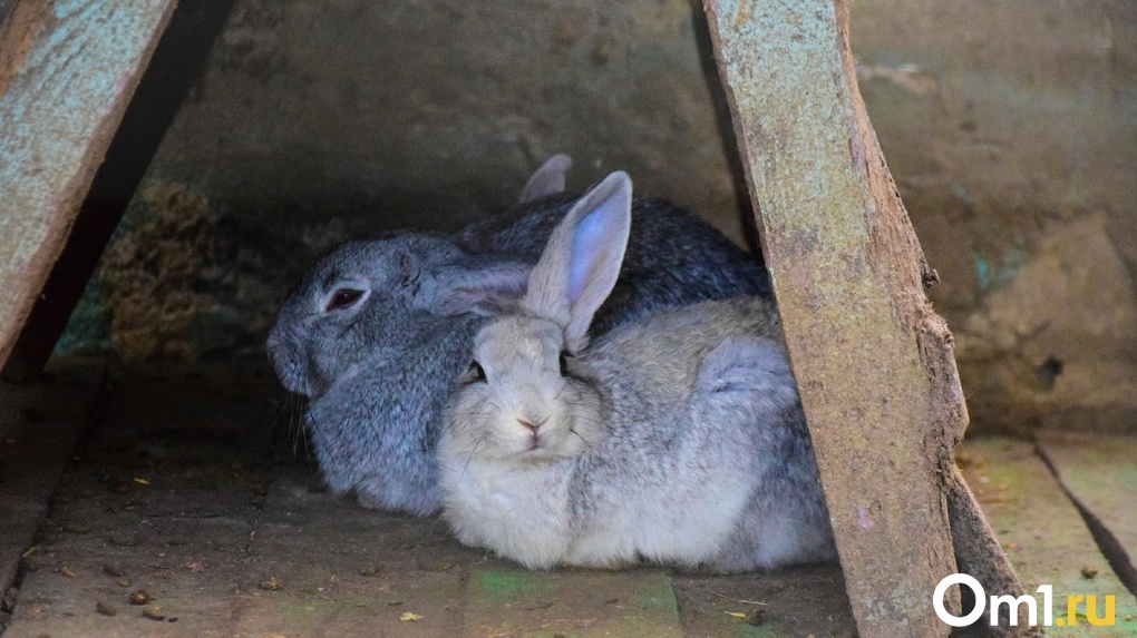 Директор зоопарка призвал омичей не дарить друг другу кроликов на Новый год