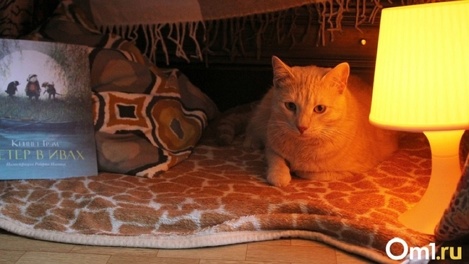 Праздники без света: 35 домов под Новосибирском остались без электричества на два дня