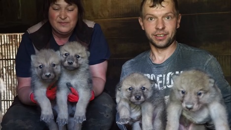 Гудзонские волчата родились в Новосибирском зоопарке. ВИДЕО