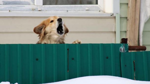 40 тысяч за укусы: суд подтвердил вину новосибирского приюта в нападении собак