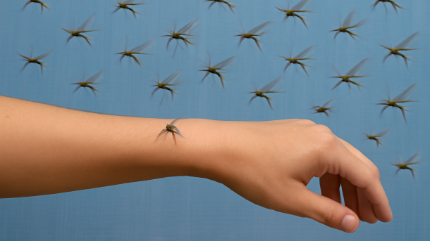 «Чем теплее, тем аппетитнее»: как омичам спастись от мошек и комаров?