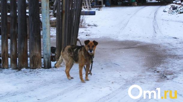 Омские росгвардейцы спасли девочку, которая пряталась от собак на дереве