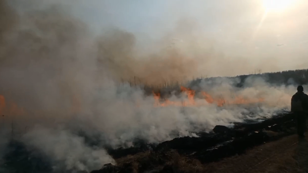 Появилось видео крупного лесного пожара в Колосовском районе Омской области