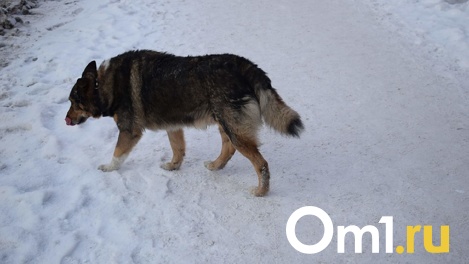 Во сколько Новосибирску обходится отлов и содержание бездомных животных?