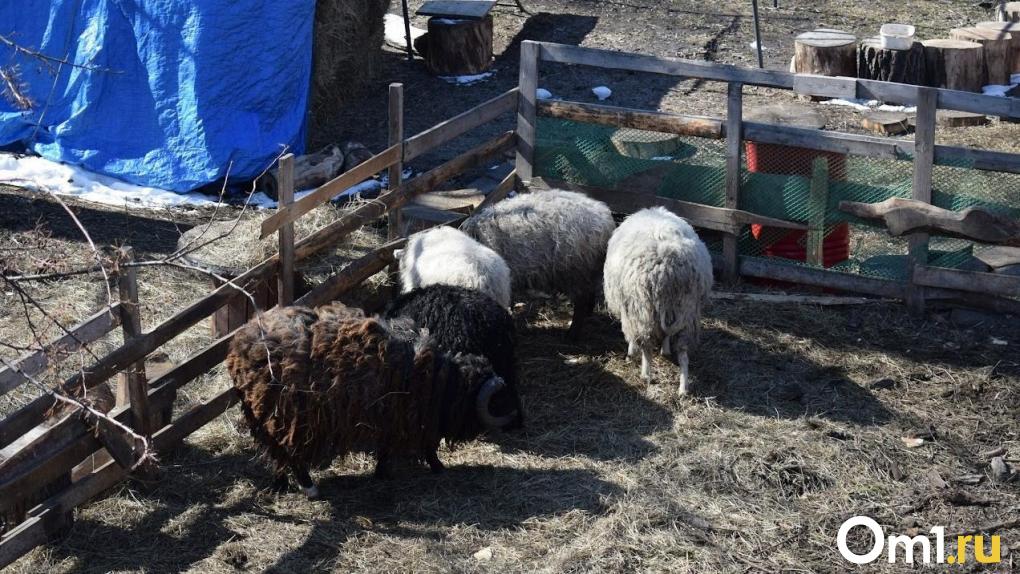 В Омске спасли овец, которые застряли на крыше сеновала