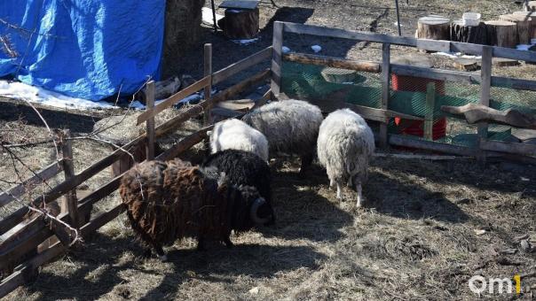 В Омске спасли овец, которые застряли на крыше сеновала