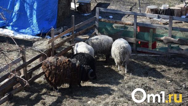В Омске спасли овец, которые застряли на крыше сеновала