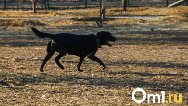 Из-за нападения собак на детей в Омске возбуждено уголовное дело