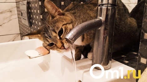 «Холера в воде»: по омским чатам снова рассылают фейк о заражении