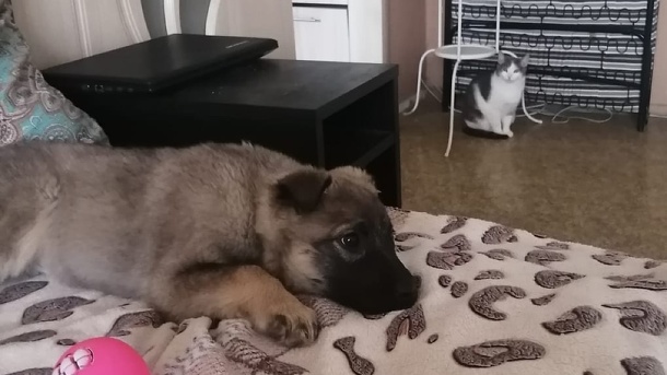 Омскому щенку, которому выкололи глаз дротиком, и его сестричкам нашли хозяев