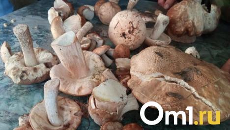 После зимы под Новосибирском нашли первые съедобные грибы