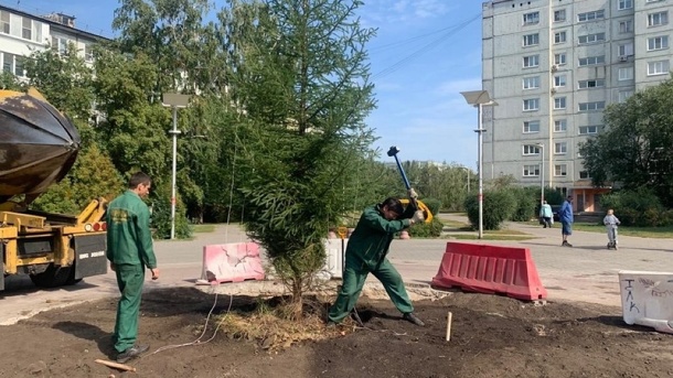В центре Омска посадили ель на месте фонтана