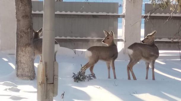 Два миллиона — за одну ночь: олени уничтожили 450 тысяч сосен под Новосибирском