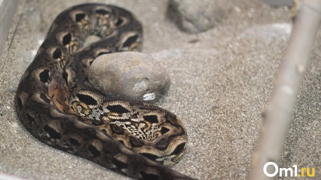 Эксперт объяснил нашествие ядовитых змей в Новосибирске