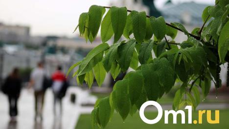 Как изменится погода в Омске за неделю: от тепла до дождя