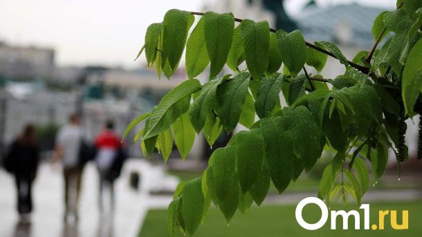 Как изменится погода в Омске за неделю: от тепла до дождя