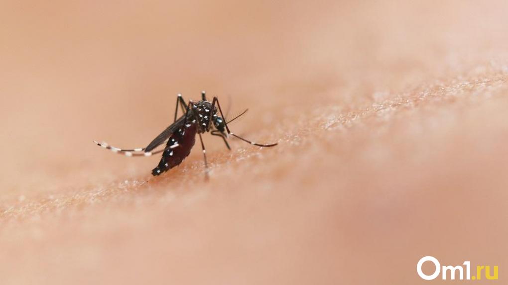 Омичам рассказали, чем опасны комары и как от них защититься