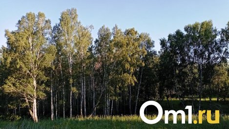 Омичи корзинами выносят из лесов землянику