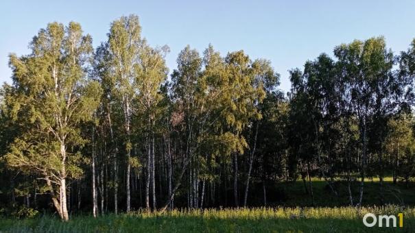 Омичи корзинами выносят из лесов землянику