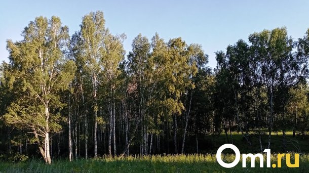 Омичи корзинами выносят из лесов землянику