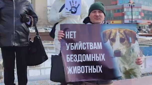 Активисты вышли на митинг в Новосибирске в защиту бродячих собак