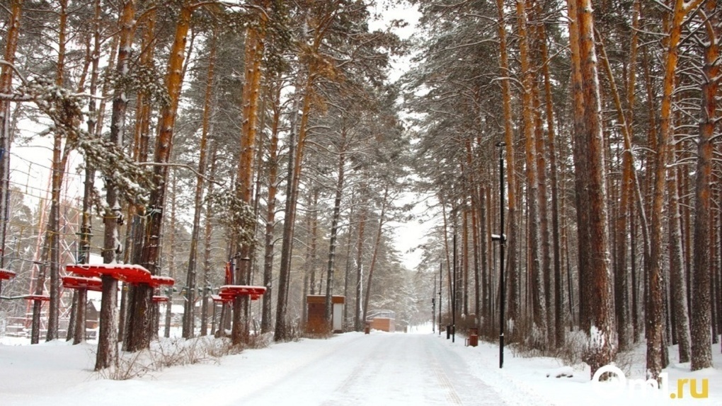 320-летняя сосна из Новосибирской области поборется за первенство среди лучших деревьев России