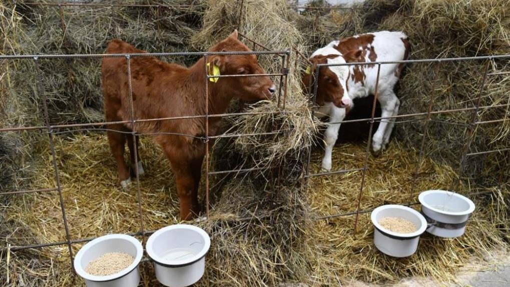 В Омской области решили создать «новую» корову с гипервысоким удоем