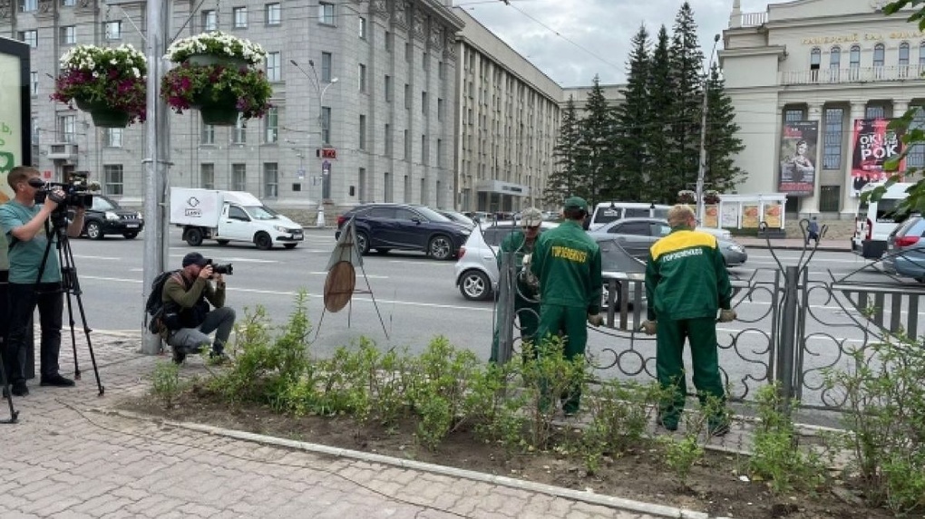 «Зелёный забор» из сирени и смородины посадили в центре Новосибирска