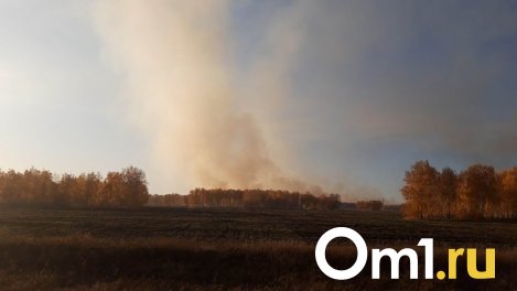 В Омской области за сутки случилось восемь лесных пожаров: один из них до сих пор не потушен