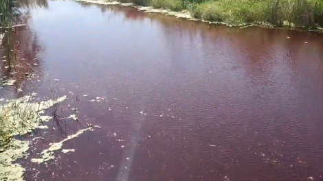 Вода в омской реке окрасилась в красный цвет
