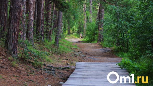 Площадь омских парков всего за год выросла в восемь раз