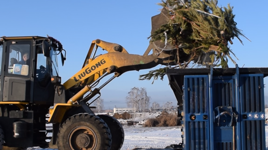 В Омске новогодние елки переработают в щепу и фоторамки