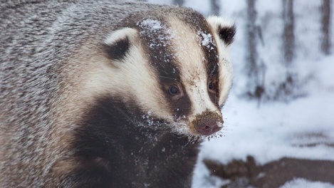 Трогательные фото: барсуки Новосибирского зоопарка вышли из зимней спячки