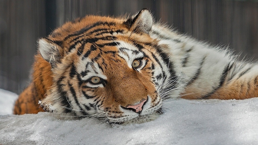 Новосибирский зоопарк рассказал о редких кошках планеты