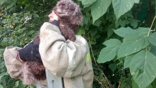 Вытащили из беды: в Новосибирске спасли карликового пуделя из колодца