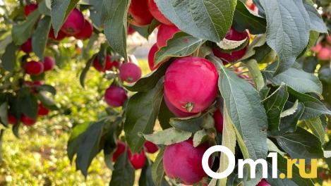 Омичам рассказали, какие продукты полезны для щитовидной железы