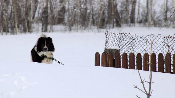 Мэрия Бердска ответила за нападение бездомной собаки на ребёнка