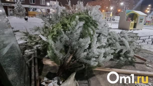 Омичам рассказали, куда можно выбросить новогодние ели