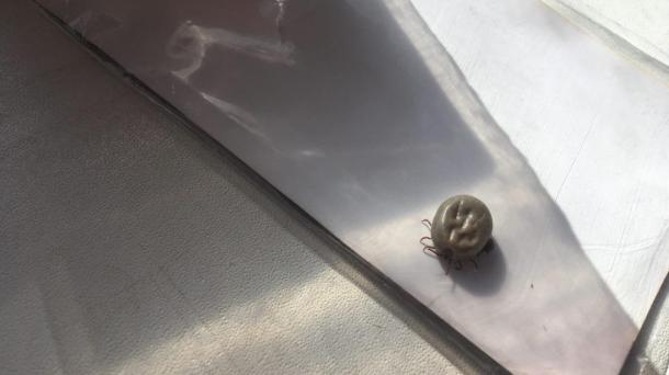 Клещи в Новосибирске укусили 12 тысяч человек, двое погибли в 2025 году