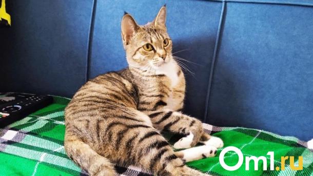 В Омске подорожают популярные корма для животных