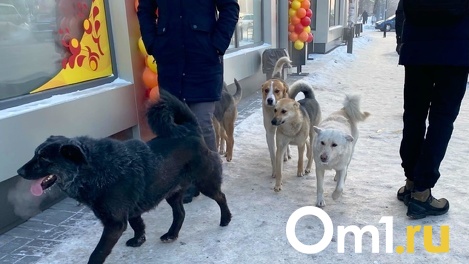 Нельзя рисковать чужими жизнями! Усыплять бездомных собак предложила новосибирский экс-депутат Вера Ганзя